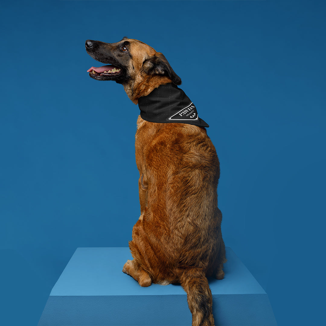 PAWDA